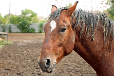 Farming. Portrait of horse hard working in fieldの写真素材