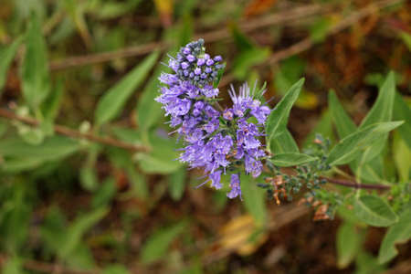 Nature. Photo of Caryopteris incana flowers, close-up