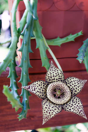 Stapelia variegata blooming. Image of flower, close-upの写真素材