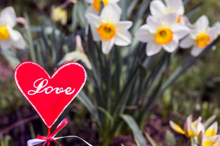 Romance. Flowers and plate in shape of heart, close-upの写真素材