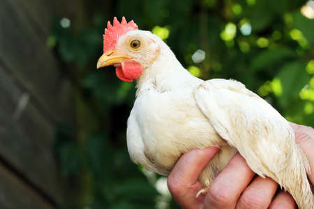 Farm. Image of angry chicken in woman's hands, close-up