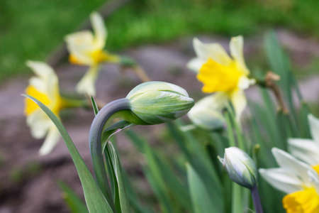 Unblown buds of tulips against a background of daffodils, close-upの写真素材