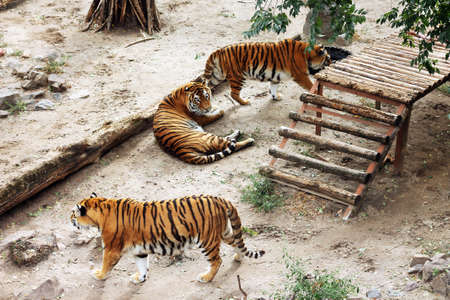 In zoo. Image of outdoor enclosure with tigersの写真素材