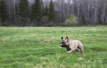 Animals. French bulldog running through the fieldの写真素材
