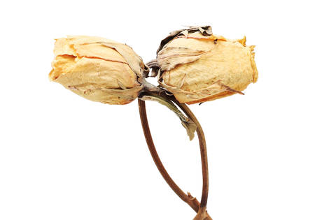 Two dead roses interwoven with each other. Isolated on whiteの写真素材