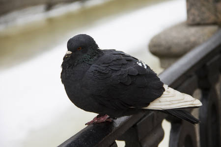 Animals. The frozen dove sits on the railing, close-up