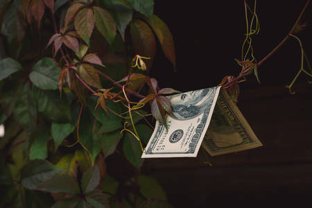 Financial concept. Wealth grows like foliage on a treeの写真素材