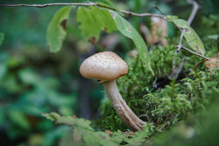 Photo of honey agaric in the forest, close-up