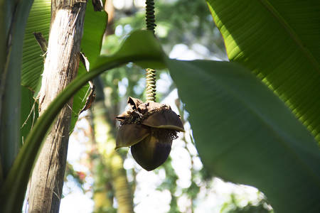Tropical flora. Banana blooms in a botanical garden
