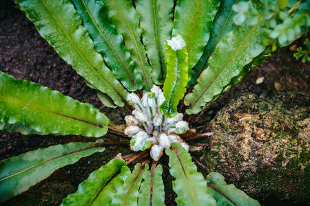 Image of fern young bush in the botanical garden