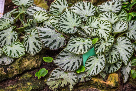 Image of Begonia pustulata in the botanical garden, close-upの写真素材