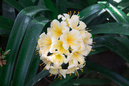 Image of blooming clivia in the botanical garden