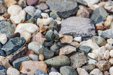 Fauna. Cute grass snake posing on the stones