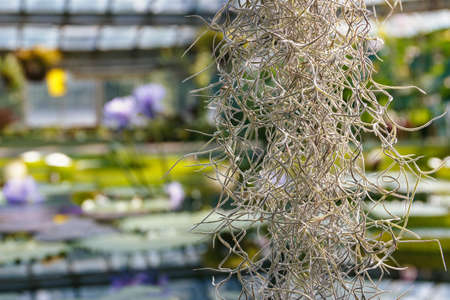 Focus on Tillandsia usneoides in the aquatic greenhouse, close-upの写真素材