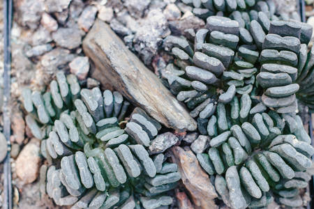 Top view of Haworthia truncata in botanical garden, close-up
