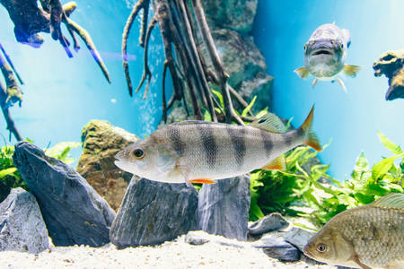 Animals. Beautiful fishes in aquarium, close-upの写真素材