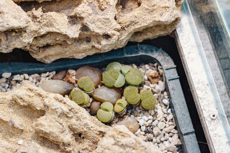Photo of lithops grow in greenhouse, close-up