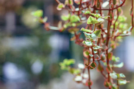 Succulents. Photo of Crassula sarmentosa, variegata form