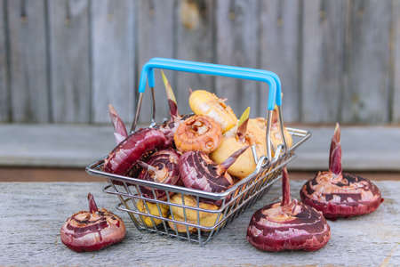 Horizontal photo of mix gladioli bulbs in shopping basketの写真素材