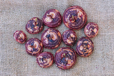 Top view of red gladioli bulbs on sackcloth, close-up