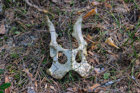 Lower jaw of dead animal in forest, close-up