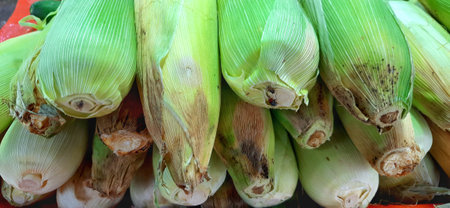 Stack of fresh corn unpeeled background for sale at traditional marketの写真素材