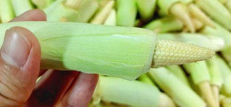 Heap of fresh baby corns or young corns or jagung putern backgroundの写真素材