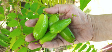 Averrhoa bilimbi fruit on the tree.の写真素材