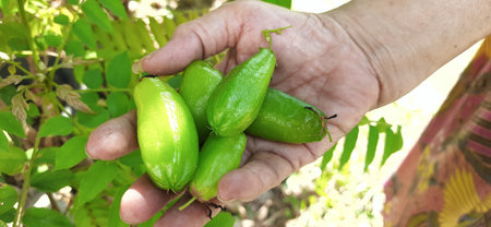 Averrhoa bilimbi fruit in hand of farmerの写真素材