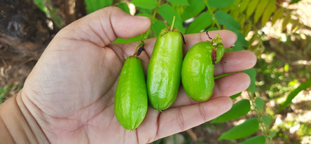 Star fruit on hand in the garden - Bilimbi fruitの写真素材