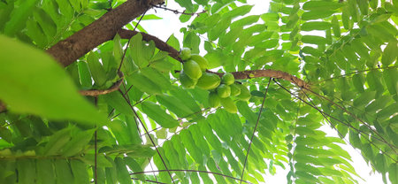 starfruit or carambola fruitの写真素材