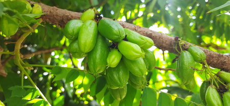 Star fruit on the tree. Averrhoa bilimbiの写真素材
