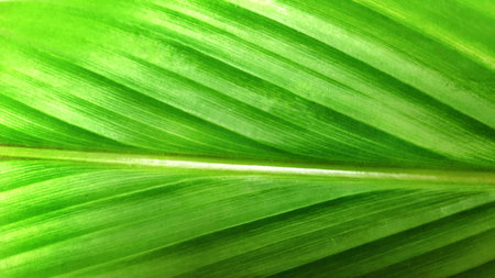 Close-up of Green Leaf Texture with Veins. Nature Background