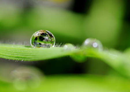 waterdrop on gras in spring