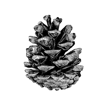 Hand drawn sketch of pinecone in black isolated on white background.のイラスト素材