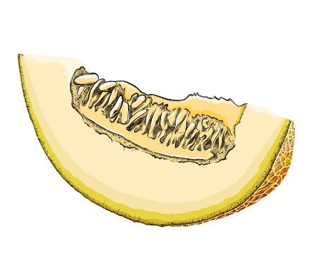 A hand-drawn sketch of a cut Melon in color, isolated on a white background. Detailed drawing in the style of harvest. Vector illustration.のイラスト素材
