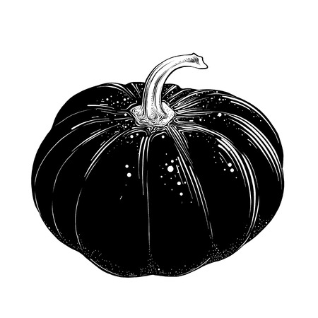 Hand drawn sketch of pumpkin in black isolated on white background. Detailed vintage style drawing, for posters, decoration and print.. Vector illustrationのイラスト素材