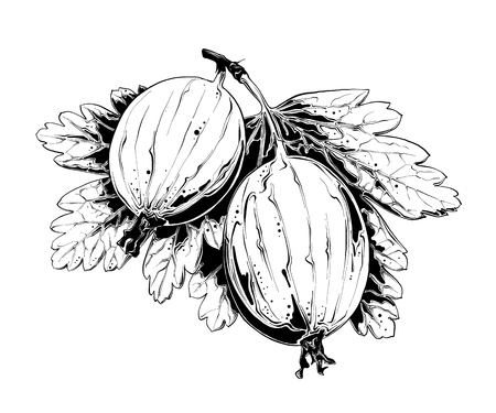 Hand drawn sketch of gooseberry in black. Isolated on white background. Drawing for posters, decoration and print. Vector illustrationのイラスト素材