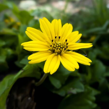 Beautiful yellow flower in a green garden with a blur background. Yellow flower with bokeh effect.の写真素材
