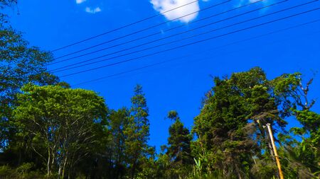 Beautiful forest in a bright blue sky frame. Perfect for collection, decorative, background and wallpaperの写真素材