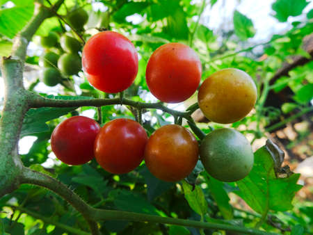 ripe natural tomatoes grow on branches in the garden. common tomatoes are planted in the garden by farmersの写真素材