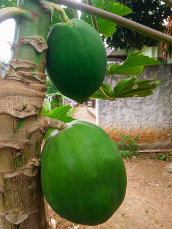 Green papaya on tree. Papaya Fruits of Papaya tree in the garden.の写真素材