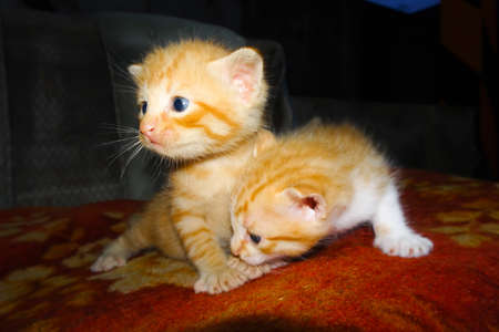 Orange kitten. Cute ginger kitten. Two kittens huggingの写真素材