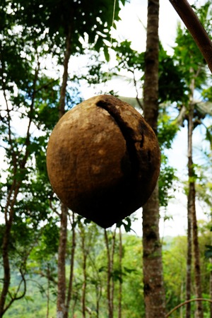 craft lamp holder from coconut shell materialの写真素材