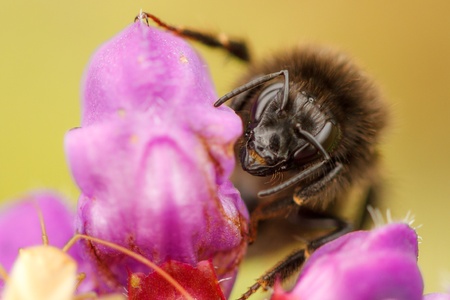 Abbildung einer Hummel auf einer Blüteの写真素材
