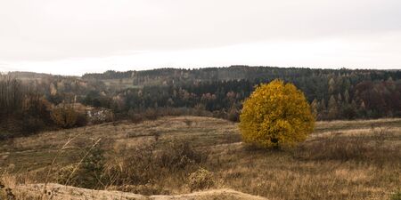 Picture of a tree in a barren november landscapeの写真素材