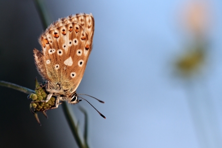 Picture of a blue butterfly, taken in the morning