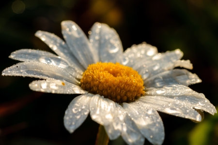Picture of a marguerite in the morningの写真素材