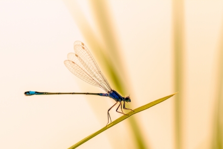 Picture of a Dragonfly in the eveningの写真素材