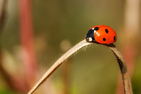 Ladybug in springの写真素材